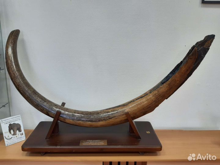 Бивень мамонта. Интерьерная композиция