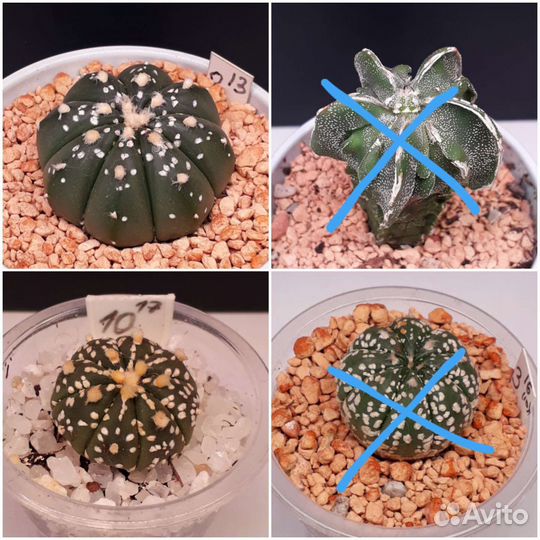 Кактусы