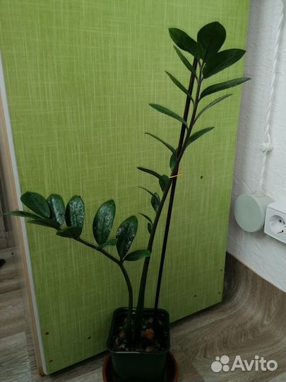 Монстера манки, Сингониум