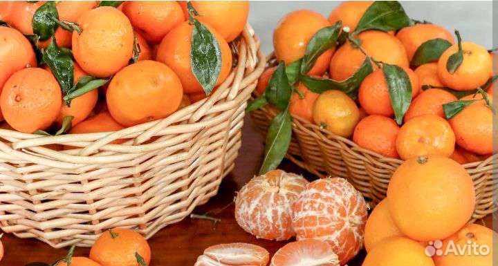 Саженцы мандарина Абхазского