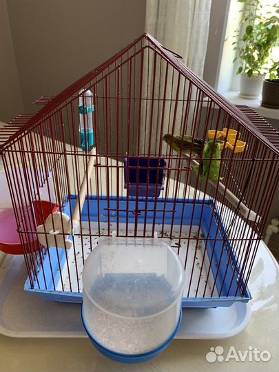 Кенар певчий