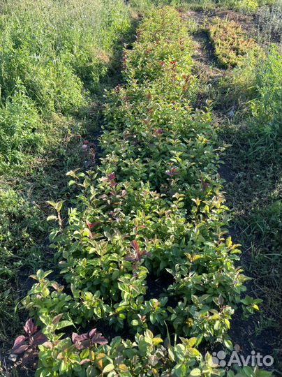 Сеянцы Яблони Недзвецкого саженцы Декоратив