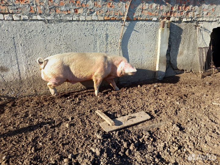 Хряк Ландрас