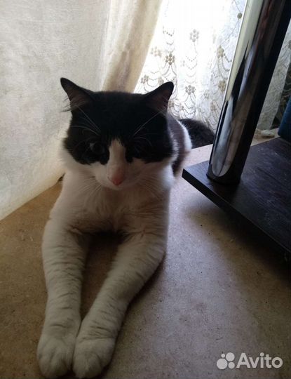 Передержка домашняя Адлер