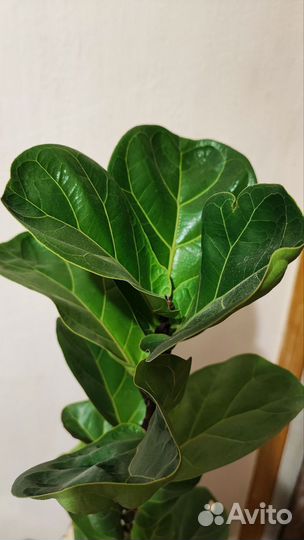 Фикус Лирата колумнарис