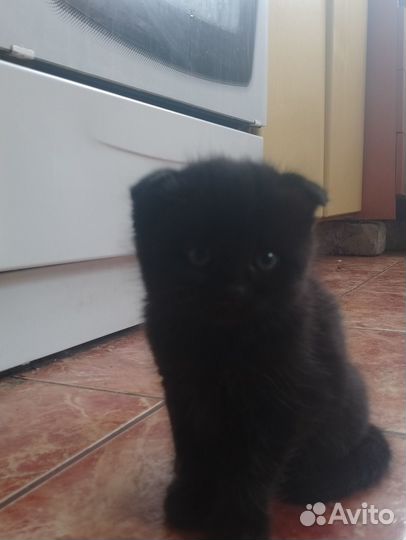 Шотландские котята