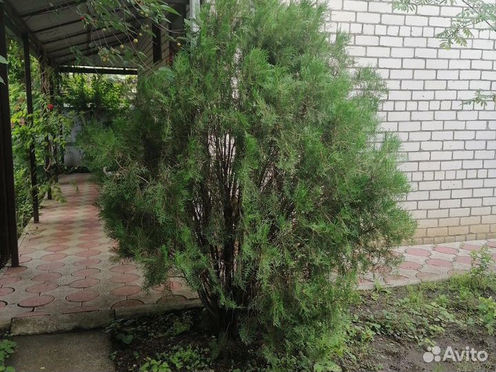 Туя колоновидная