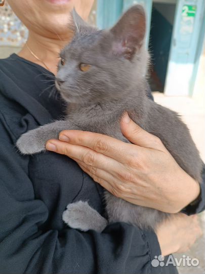 Котёнок Британец