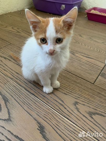 Котенок в добрые руки