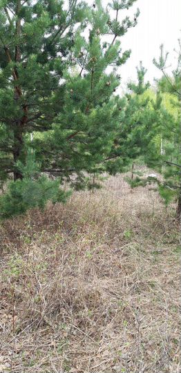 Участок 8 сот. (СНТ, ДНП)