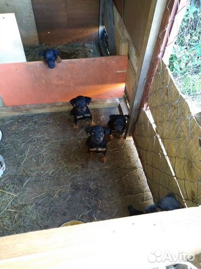 Щенки ягдтерьер