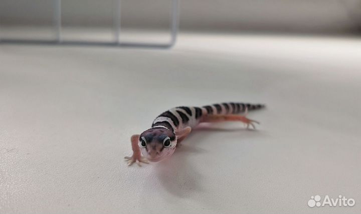 Леопардовый геккон (эублефар) - детеныш