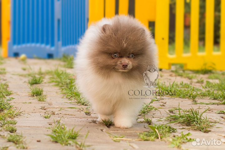 Померанский шпиц