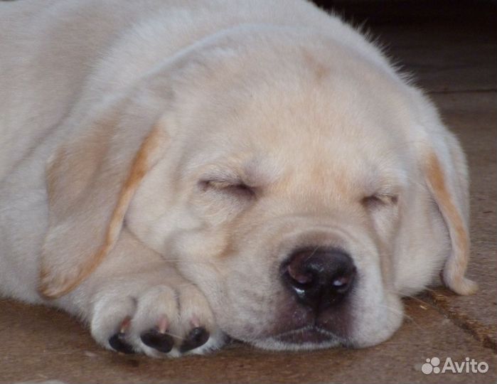 Щенки лабрадора