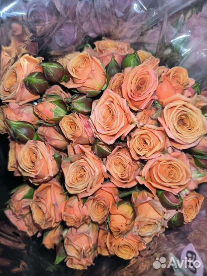 Кустовые розы