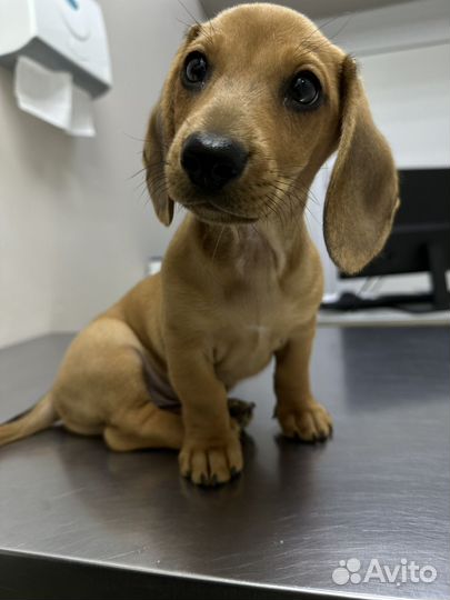 Такса 2 месяца