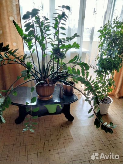 Замиокулькас