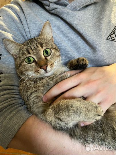 Кошечка бесплатно