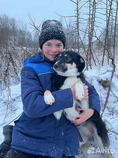 Кэтти собачка для семьи