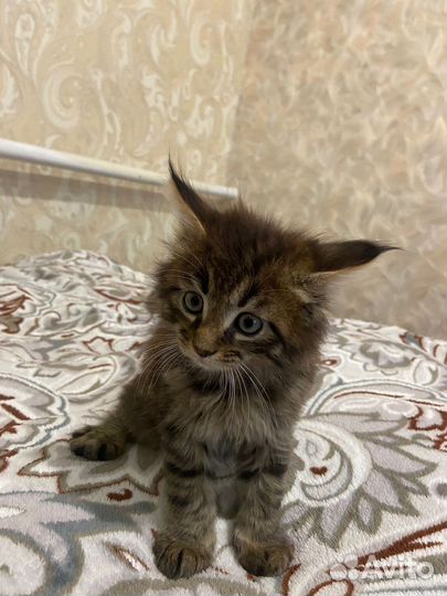 Котята мейн-кун