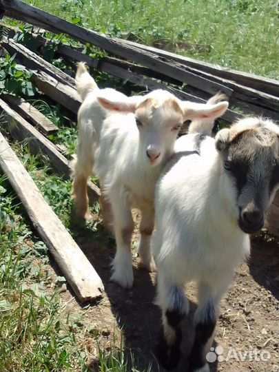 Козлик и козочка