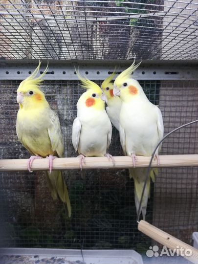 Попугай корелла, птенцы, клетка