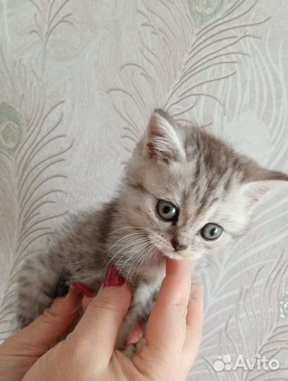 Скоттиш страйт котята