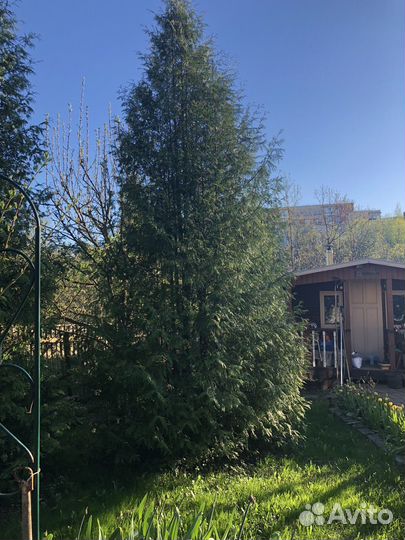 Саженцы туи