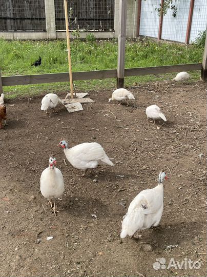 Цесарка Волжская белая 2,5 месяца