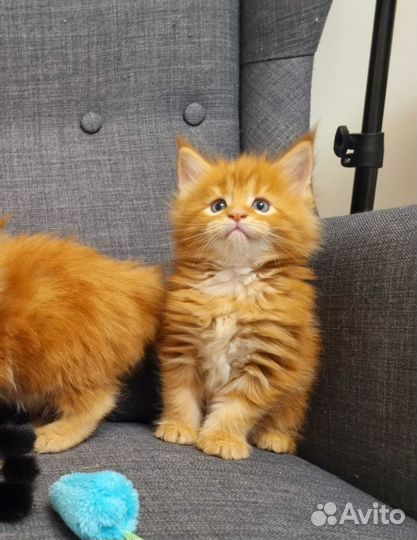 Котята мейн-кун рыжие