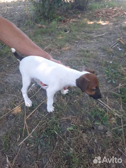 Фокстерьер