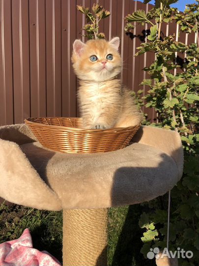 Котята британские золотые шиншиллы