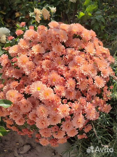 Хризантемы мультифлора