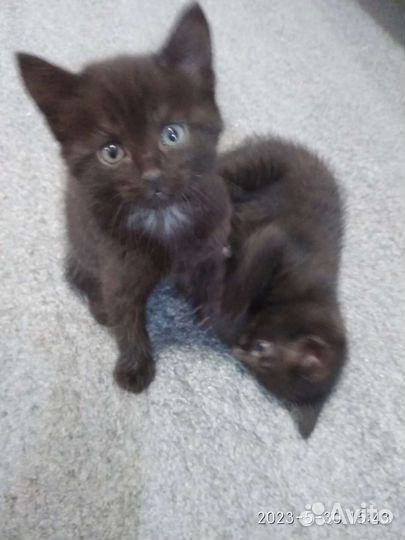 Кошка в дар бесплатно