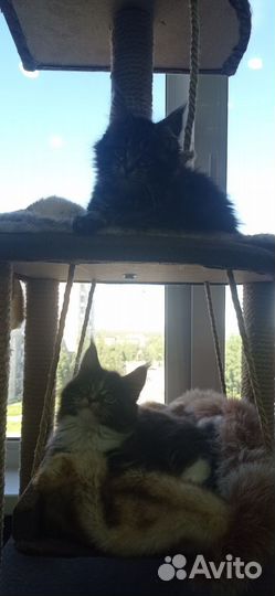 Котята мейн-кун