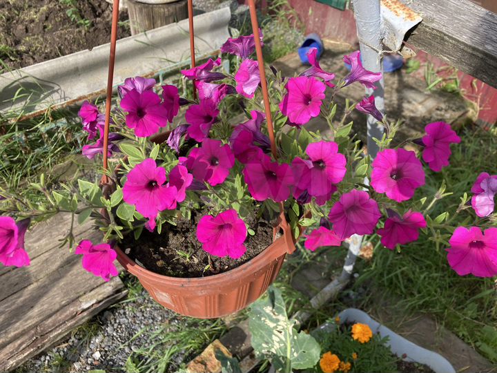 Дача 50 м² на участке 5 сот.