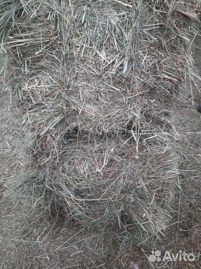 Сено высокого качества (брикет), доставка