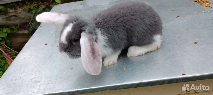Кролики породы французский баран