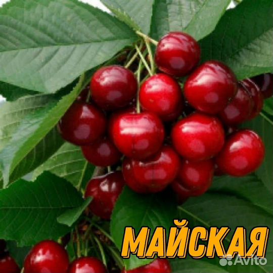 Саженцы черешни