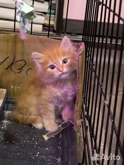 Котята в добрые руки бесплатно