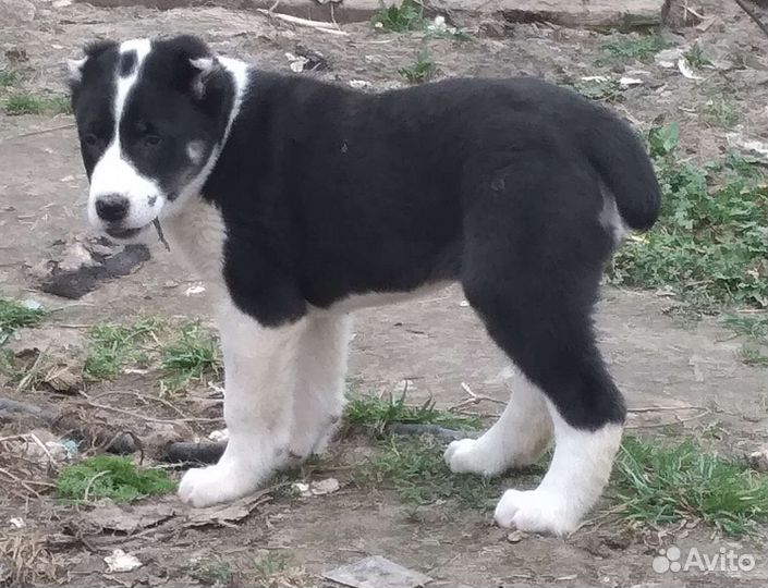 Среднеазиатская овчарка алабай щенки