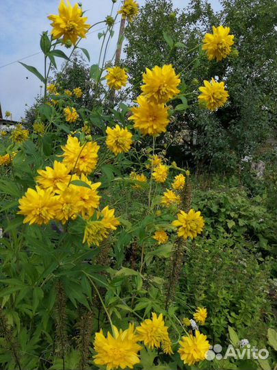 Многолетники высокие