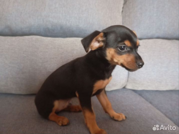 Русский той-терьер