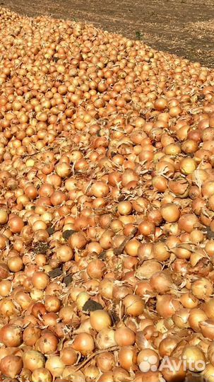 Лук репчатый Дайтона