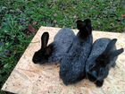Кролики на индюшат объявление продам