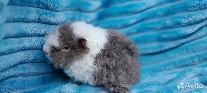 Морская свинка