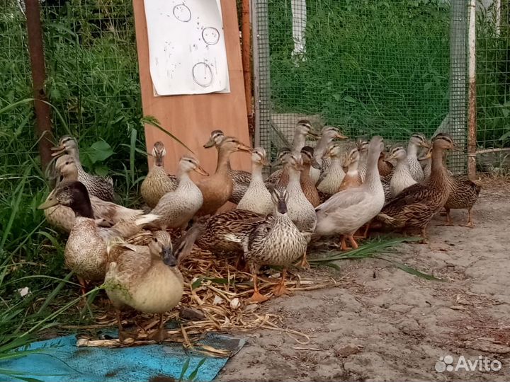 Утки дикие разных пород