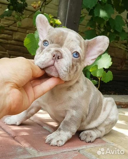 Французский бульдог в программу нью шейд