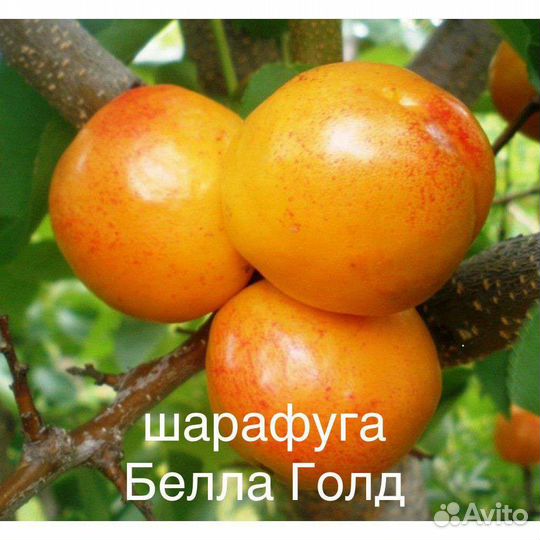 Саженцы Шарафуги Bella Gold