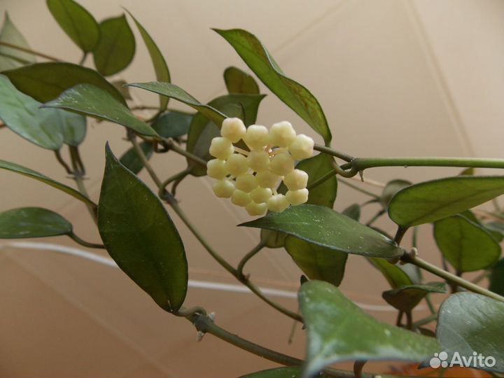 Хойя лакуноза